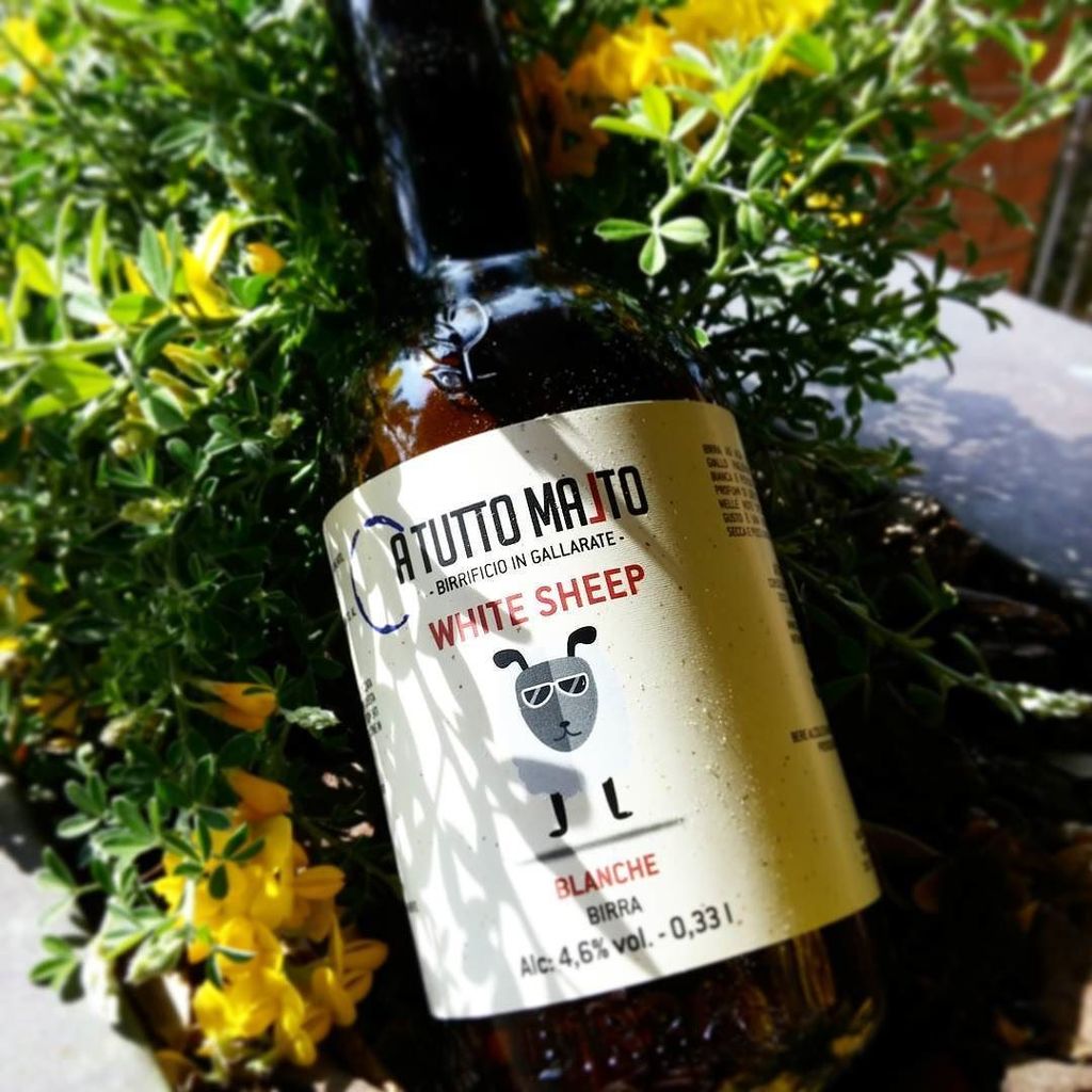 White Sheep: #blanche by <a href="/atuttomalto/">A Tutto Malto</a>. #birraiolo #birraartigianale #birra #beer #craftbeer ift.tt/2nWos9b