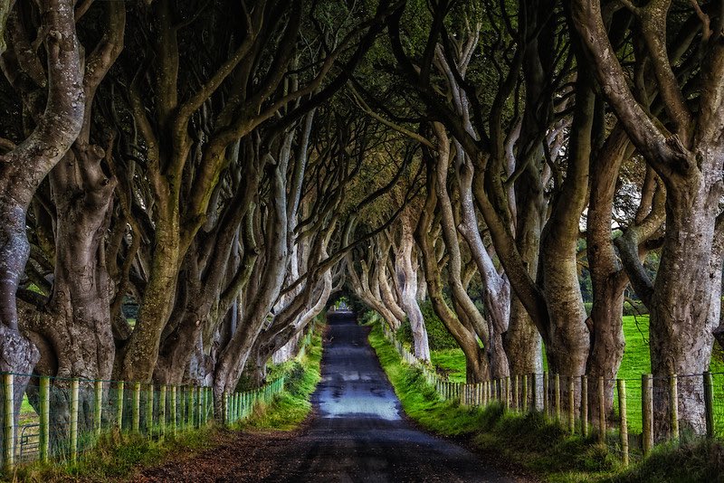 Three hundred years ago, James Stuart planted these Beech tress creating the Dark Hedge Tunnels in Northern Ireland #treemovement