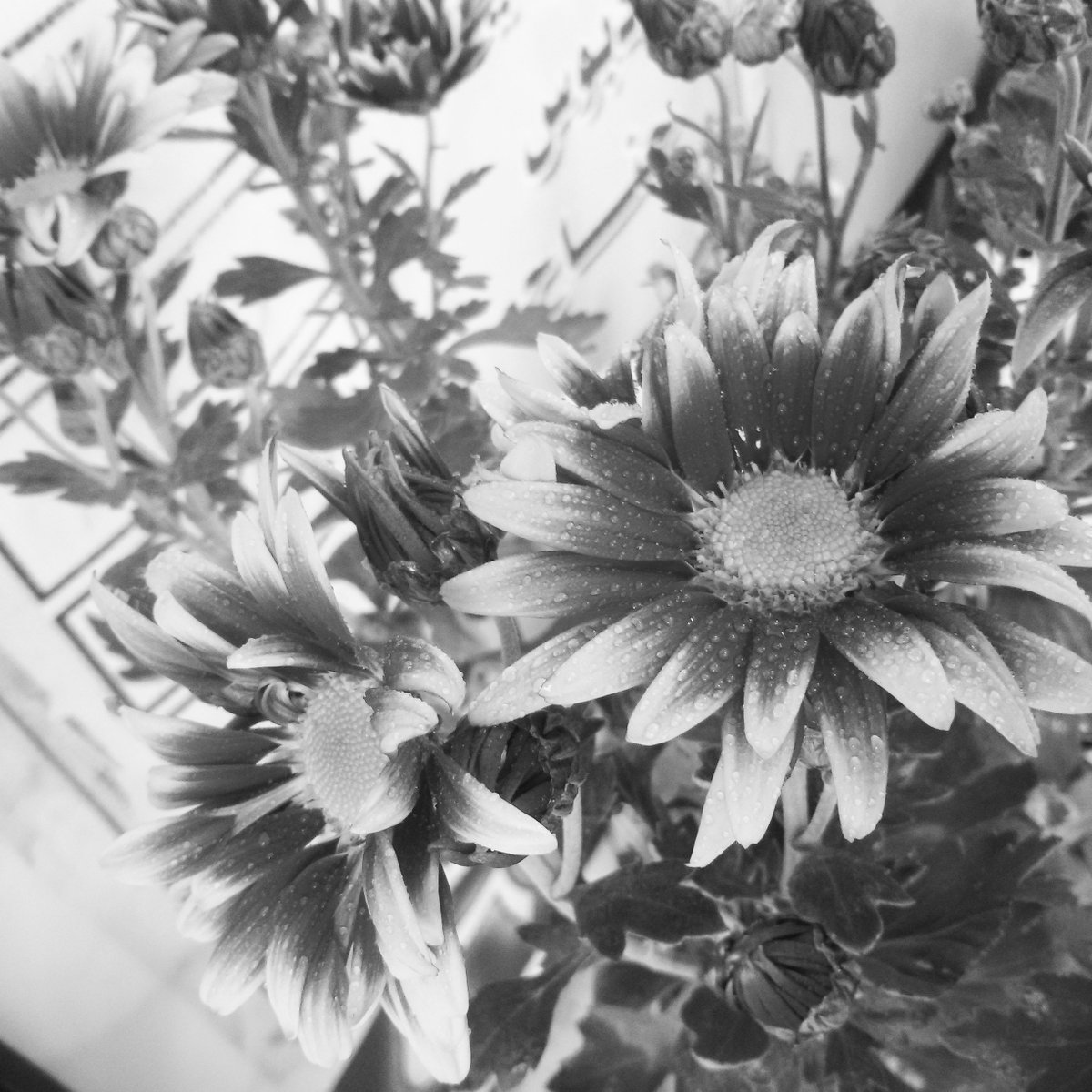 SrAllahham's tweet photo. #flowers https://t.co/gBYmEjO8tg
