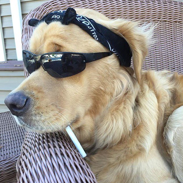 RighteousHound's tweet photo. When you’re #toocoolforschool 😜 Hashtag #righteoushound on  Instagram for features https://t.co/6kQxB6LwT6