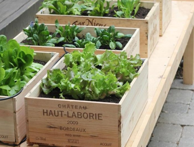 Pinterest's tweet photo. Be your own farmer’s market this spring! How to grow your own vegetable garden at home: https://t.co/z6mou0tjOl https://t.co/hmrkteEKqB