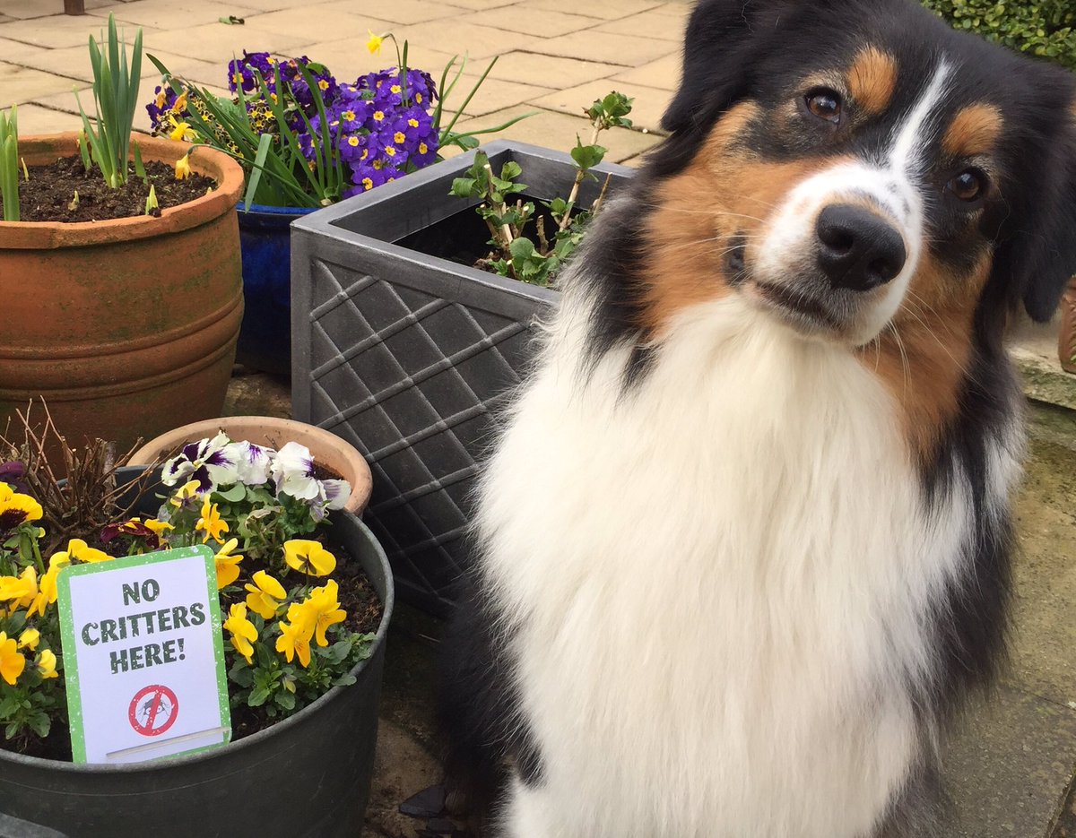 Ausifairydust's tweet photo. @PetsatHome #critterfreeVIP https://t.co/RMM4nE1603