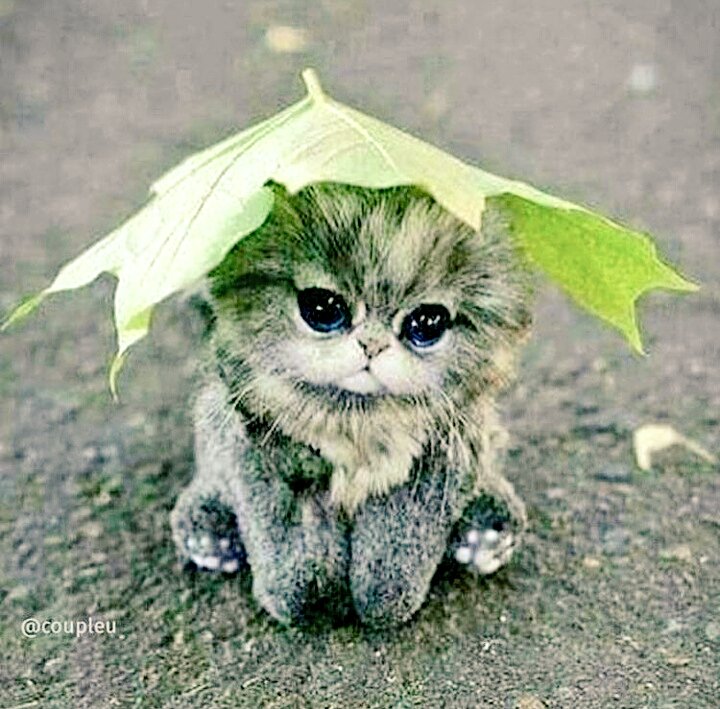 Klo Di Ana tweet media