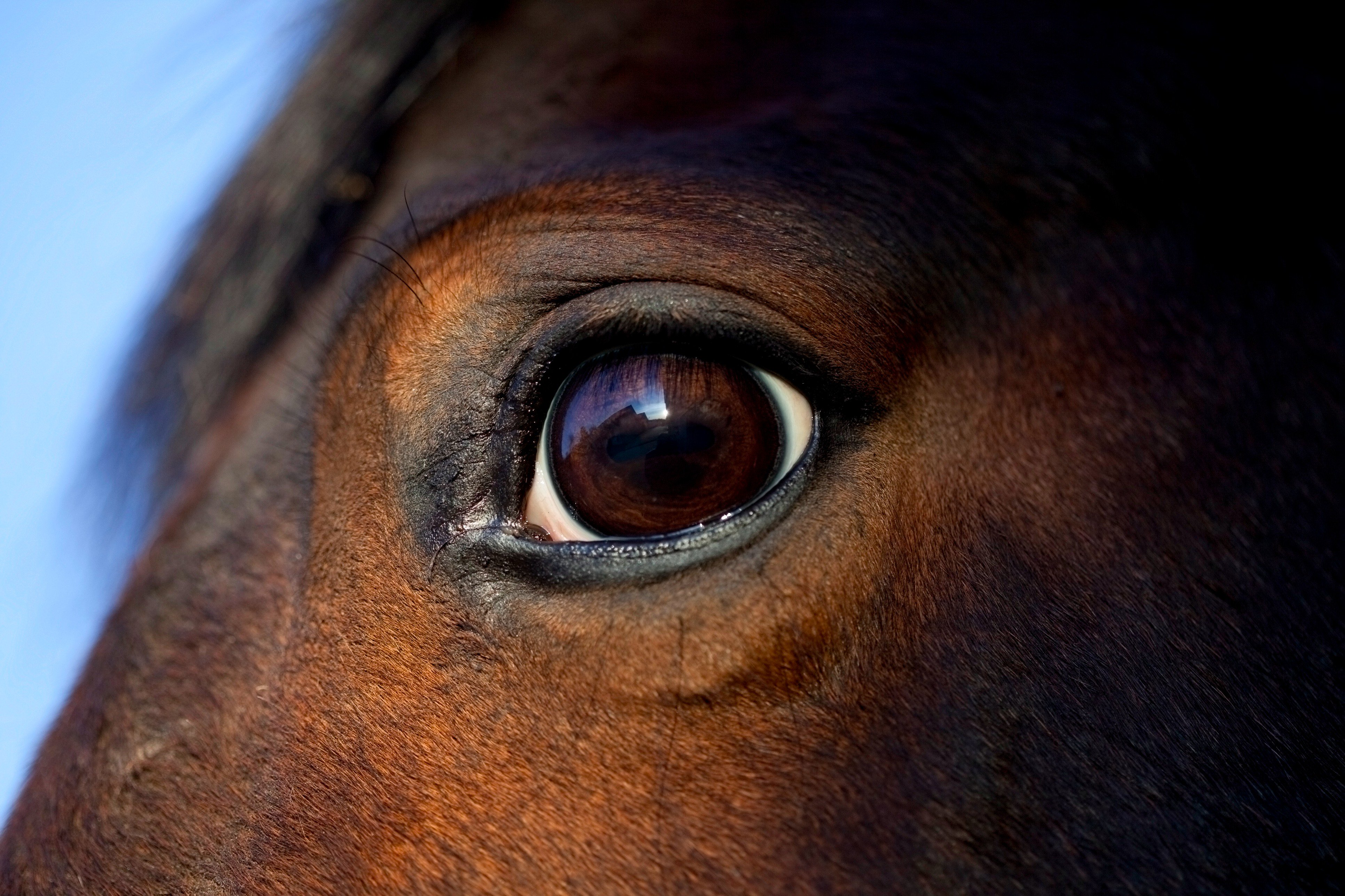 Top 150 + Which animal has the largest eyes