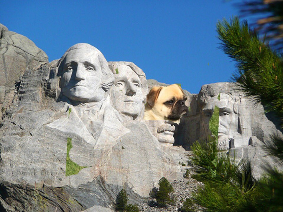 ohthatpooch's tweet photo. Saturday night in.... been busy.... #presidentPug https://t.co/8qYxYKj5Md