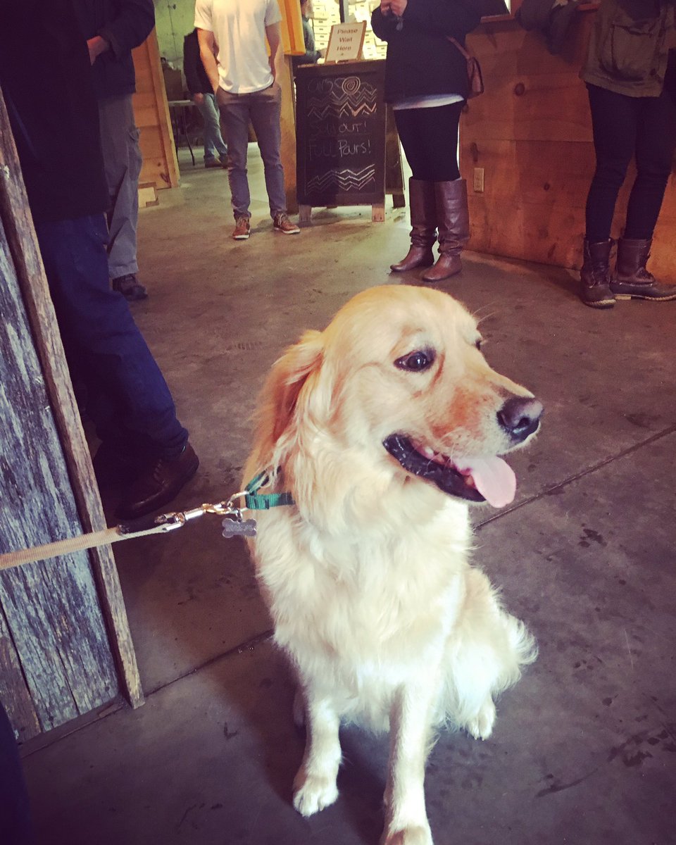 BooBooLeia's tweet photo. #sawyerthegolden was bummed he missed cans but so excited for his parents to get to try Juice Machine @TreeHouseBrewCo https://t.co/wVZQBO5j7l