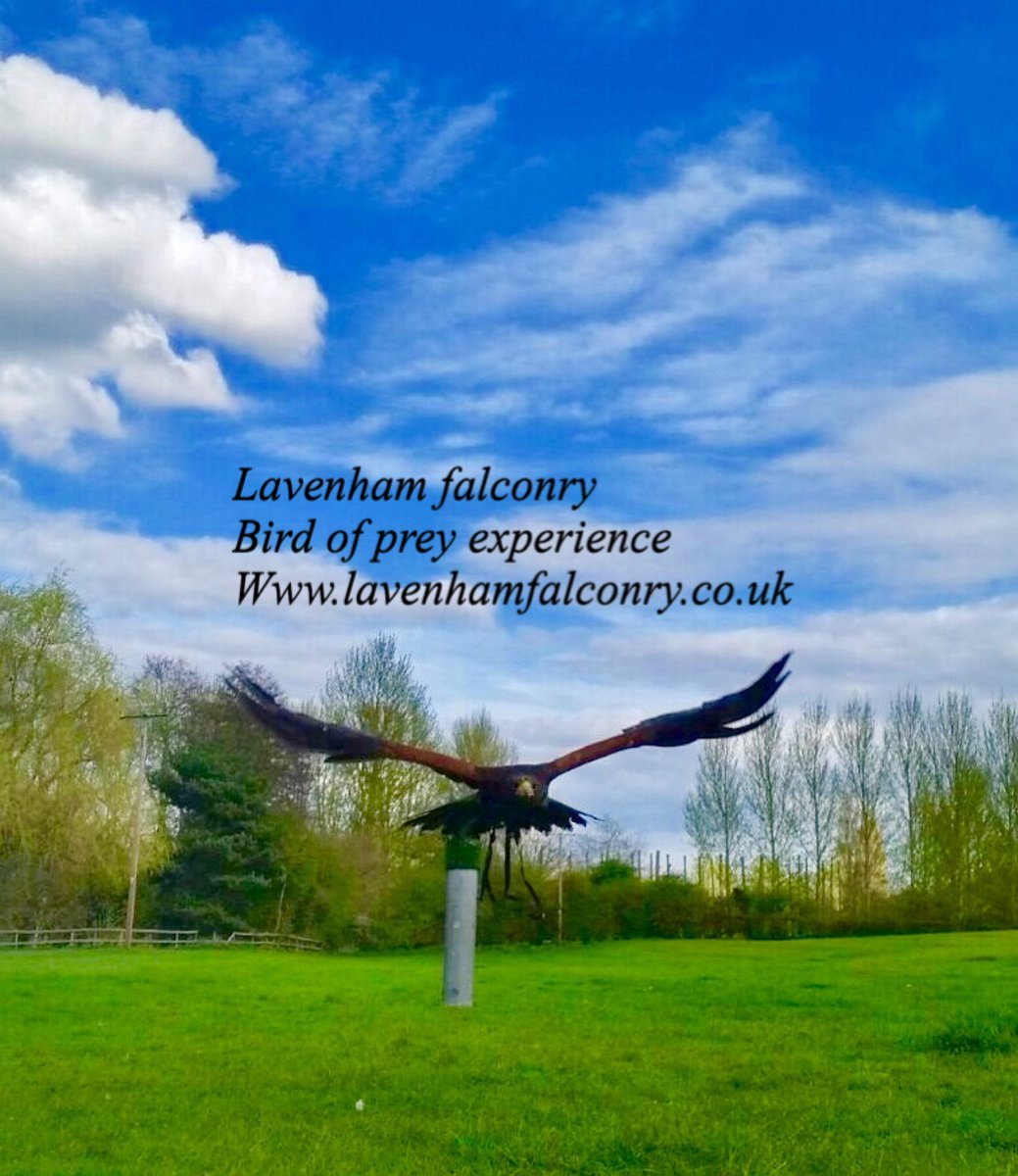 RaptorSolution2's tweet photo. Training continues @RaptorSolution2  to make obedient v&amp; efficient avian bird control Hawks https://t.co/lmXSgATrwU
