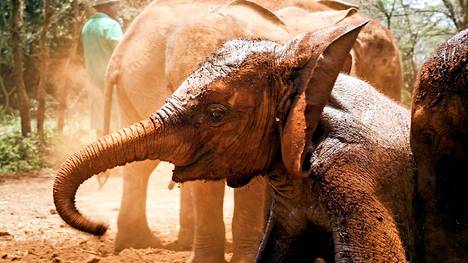 kuuma homot iso kalu