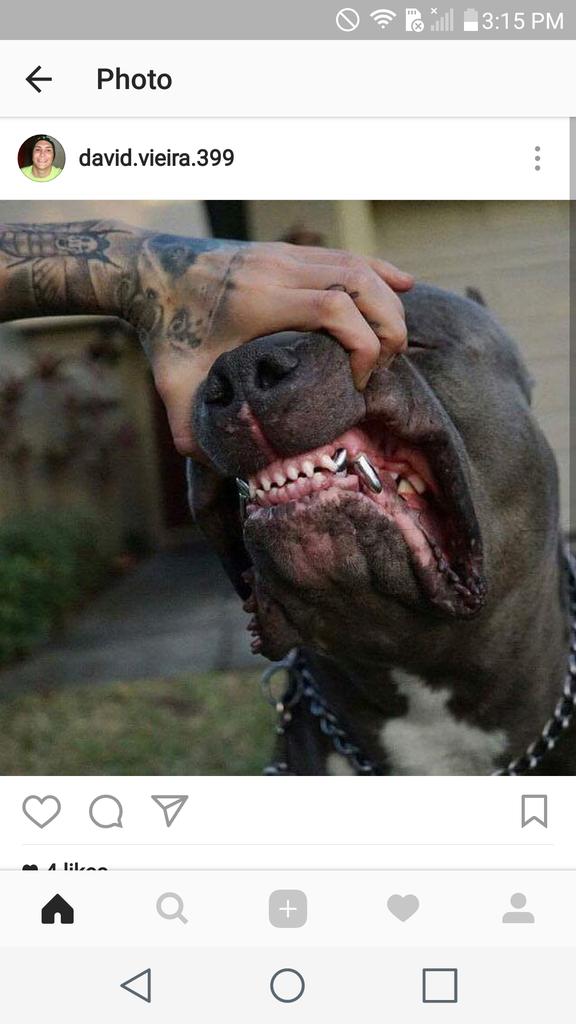 Who did this? #LOL #pitbull #bully #pitbulls