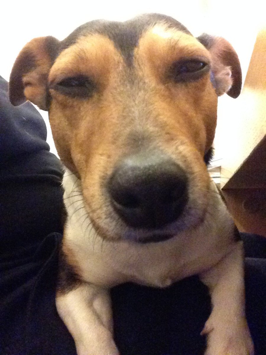 JRMinnieMo's tweet photo. So sleepyyyy 😴@JRTgang @photogenic_dogs #dogsoftwitter #jackrussell #minniethecutie https://t.co/FlS5131guF