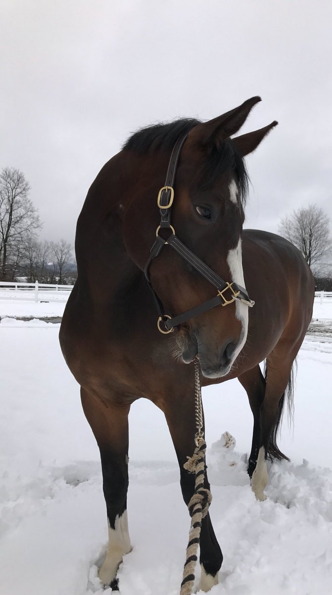 perfectstriding's tweet image. he doesn't even try