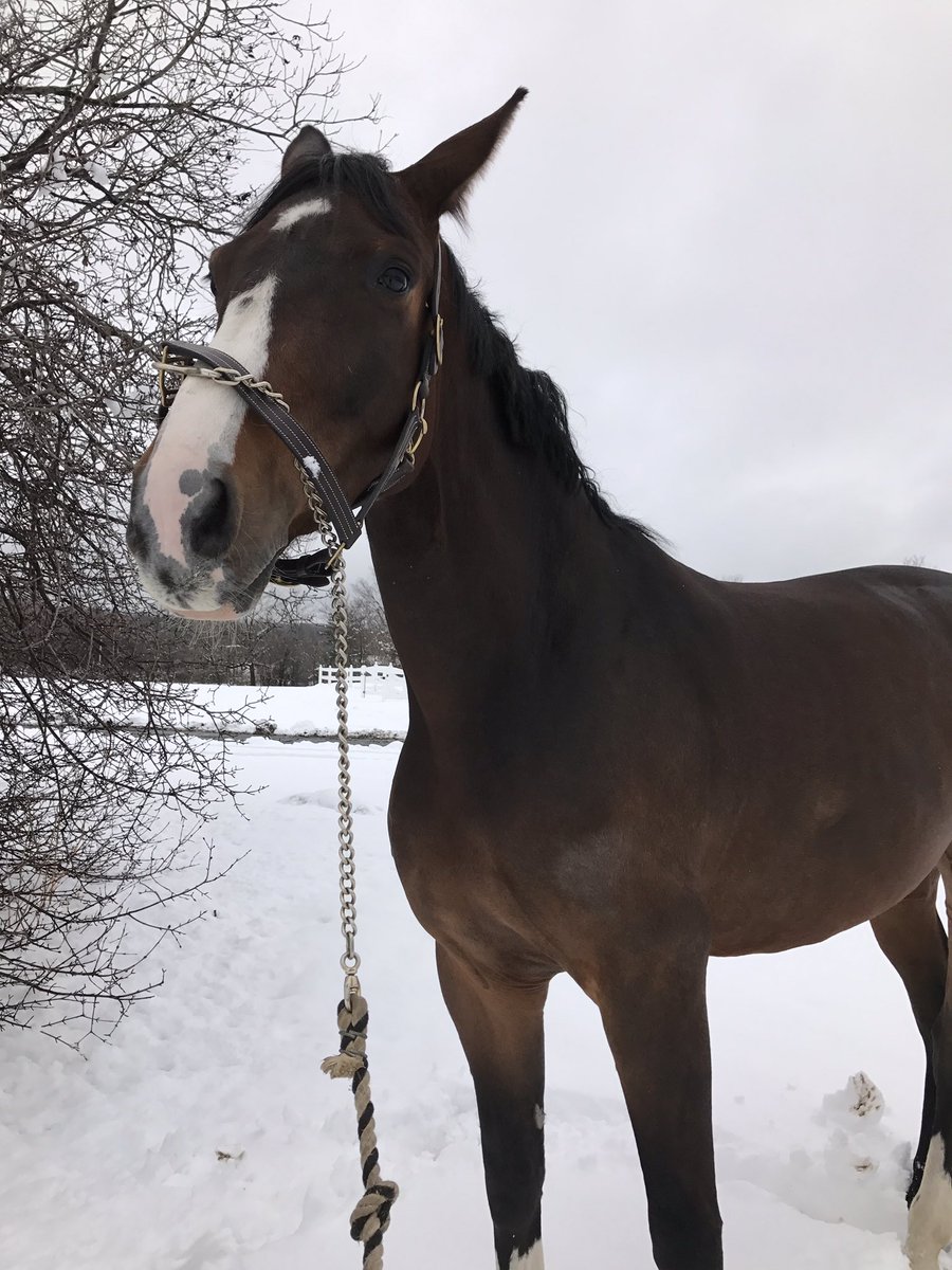 perfectstriding's tweet image. he doesn't even try