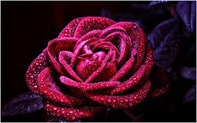 mirbey2007's tweet photo. @pir_zana @asiye_bilek @AkTakipErzurum @Ottmn53 @demirhatice53 @HiraOsmanl  https://t.co/egUbbEZRLA