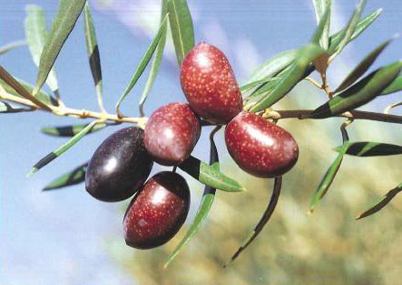 AlicanteGastro's tweet photo. Descubre los motivos por los que en #Alicante se producen los mejores #aceites de oliva virgen extra del mundo https://t.co/P9SvfBx14m https://t.co/QoyU1fUOoG
