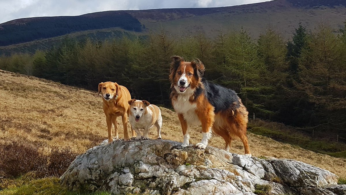 walthollick's tweet photo. Saturday Trek #theninestones #mtleinster #theblackstairs #ireland  @dogcelebration @BCTGB @OldeEire @CarlowWeather @WeatherCee https://t.co/eVCU8LpUtj