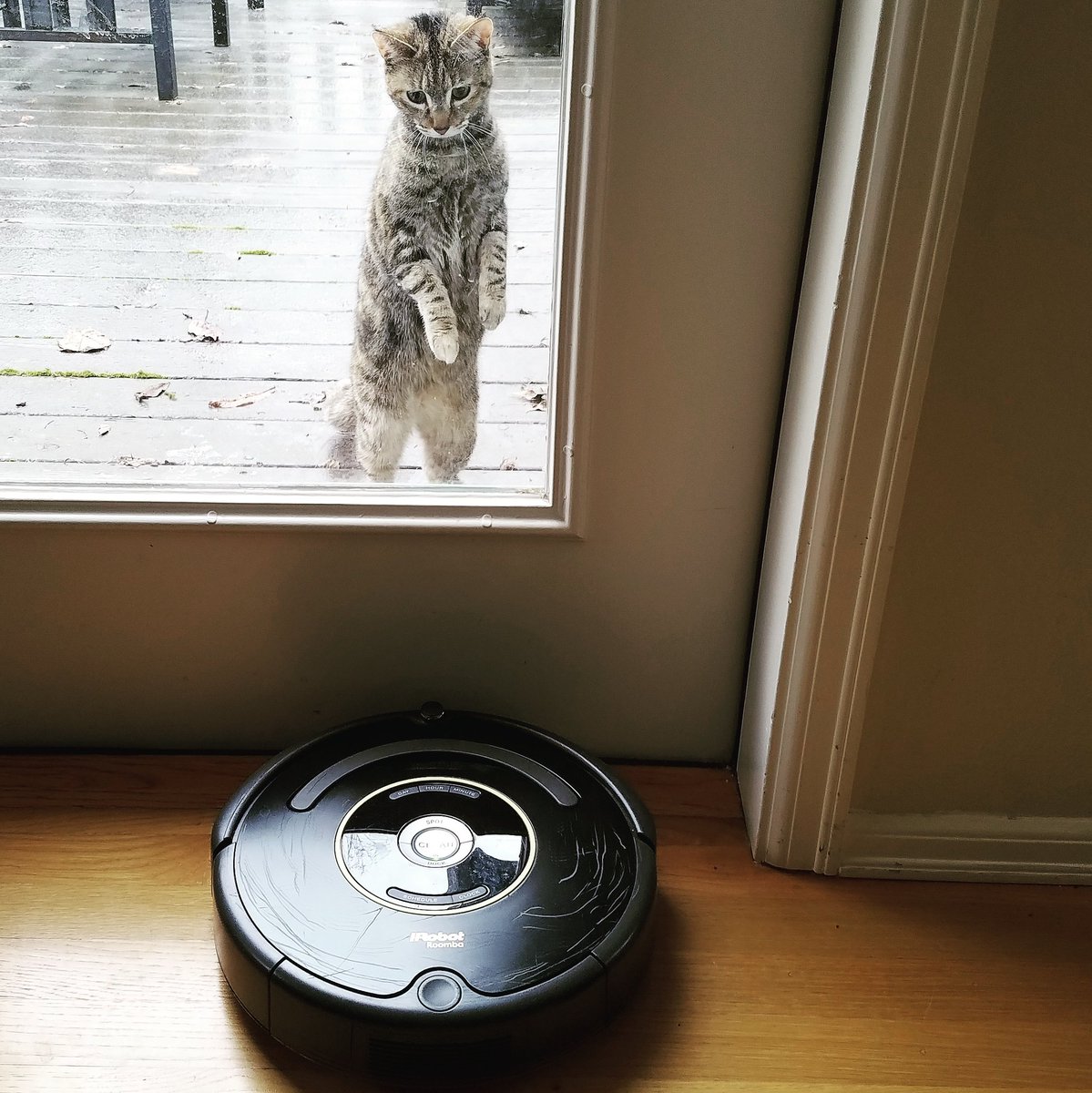 FatFelines's tweet photo. The neighbor cat is confused by our roomba!! #Caturday #roomba #pdx #CatsOfTwitter #CatLadyProblems #fatfelines https://t.co/gKIppX0fNH