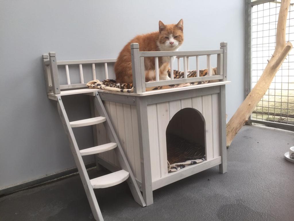 semester Fabriek Hoogte De Dierenstee on Twitter: "Joep heeft nog geen baas, maar wel een huis 😉  #kattenvilla https://t.co/Ax5al5gJFD" / Twitter