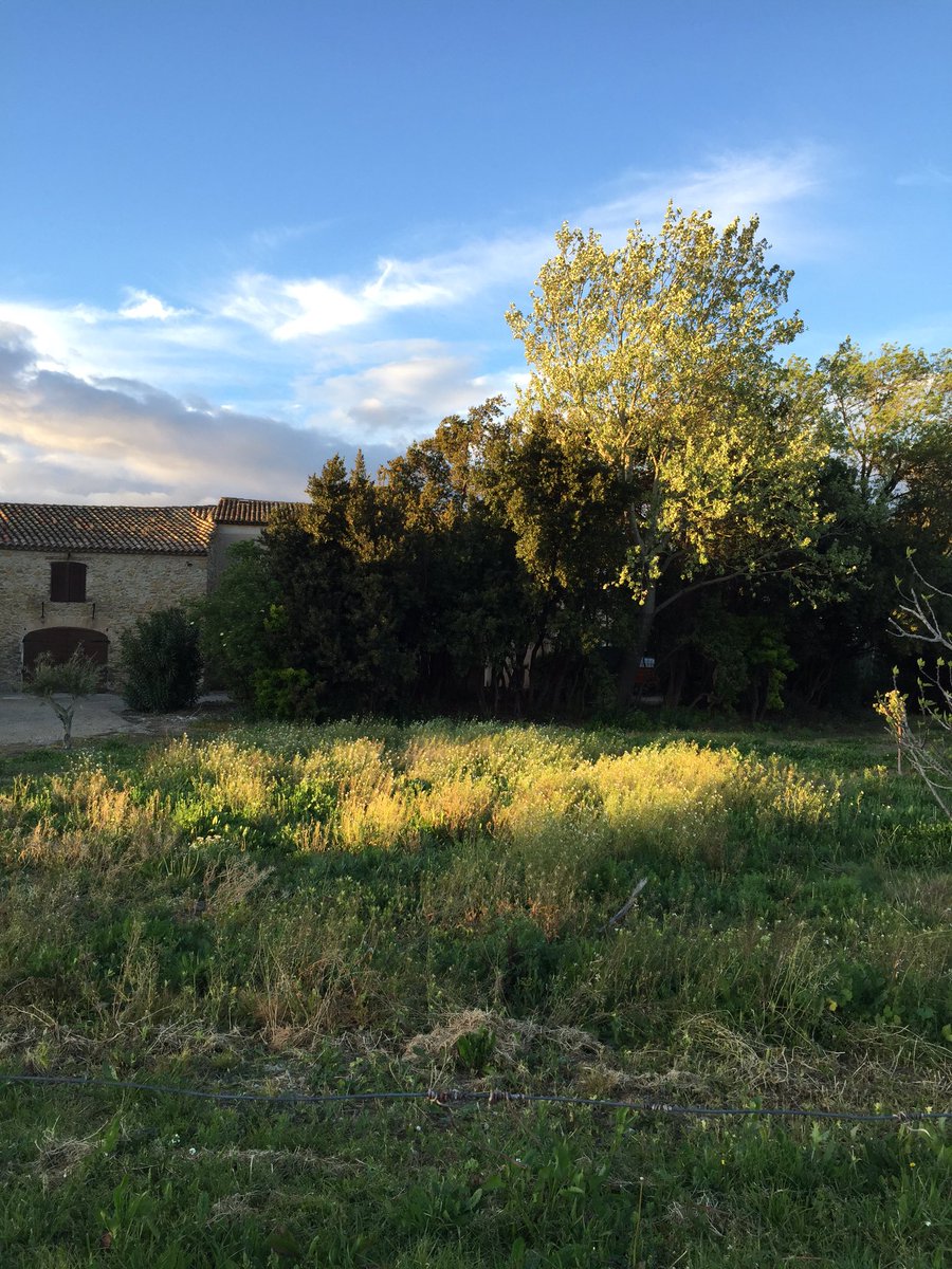 Antoine_Lespes's tweet photo. Après la pluie, le soleil ☀️🌳 #ClosdOrbieu #languedoc https://t.co/yD2yWIsv7d