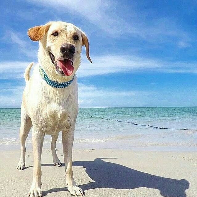 Hay alguien que les desea un Feliz Sábado! desde la Isla de Margarita🌴🐕💙