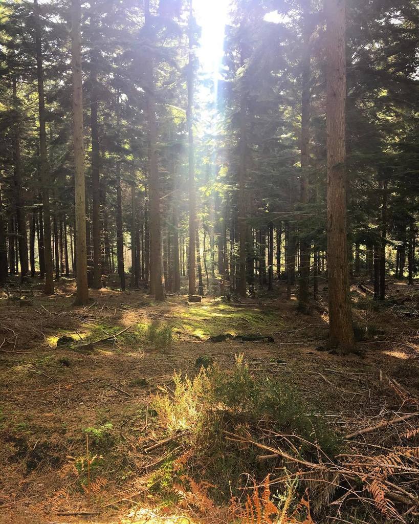 Janemoffat's tweet photo. Spring walks ☀️🌲 https://t.co/oa6yRtS15c https://t.co/ApTXRRBeaI