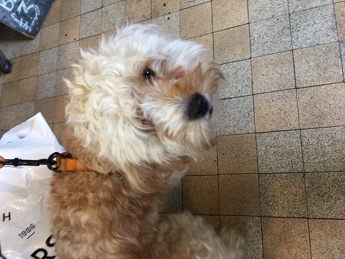 MiloCockapoo's tweet image. meeting a future friend