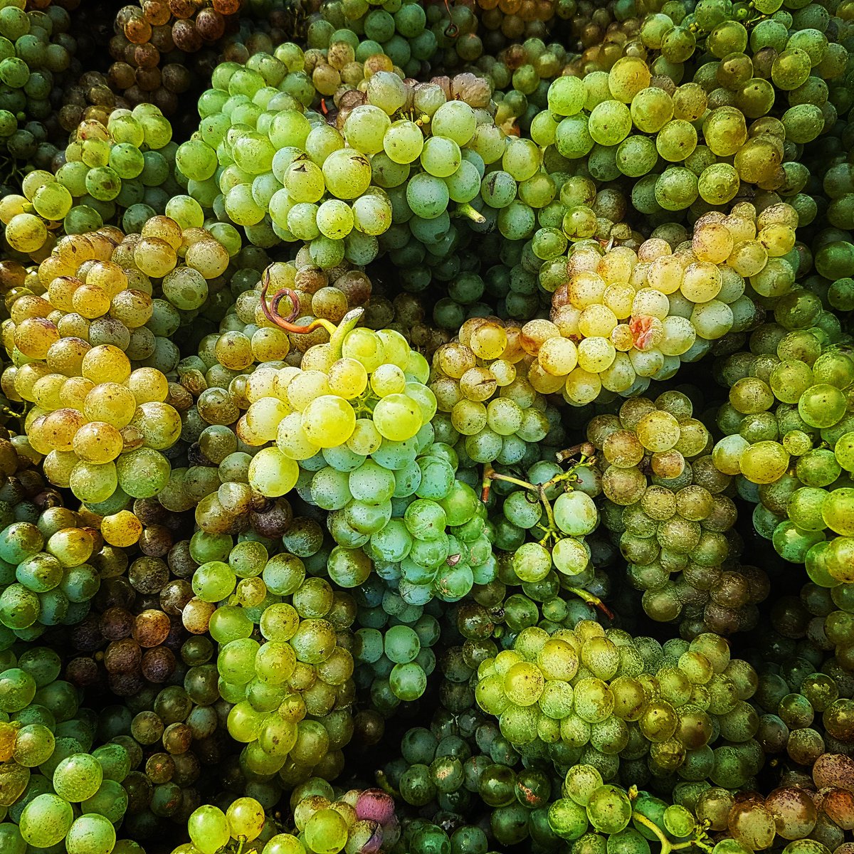 The Collectives wine curator <a href="/AlanaLaniWines/">Alana McGettigan</a> has her hands on the first bin of grapes from <a href="/davidtyneywine/">Winemaker Dave Tyney</a> for a #fumeblanc #wildferment