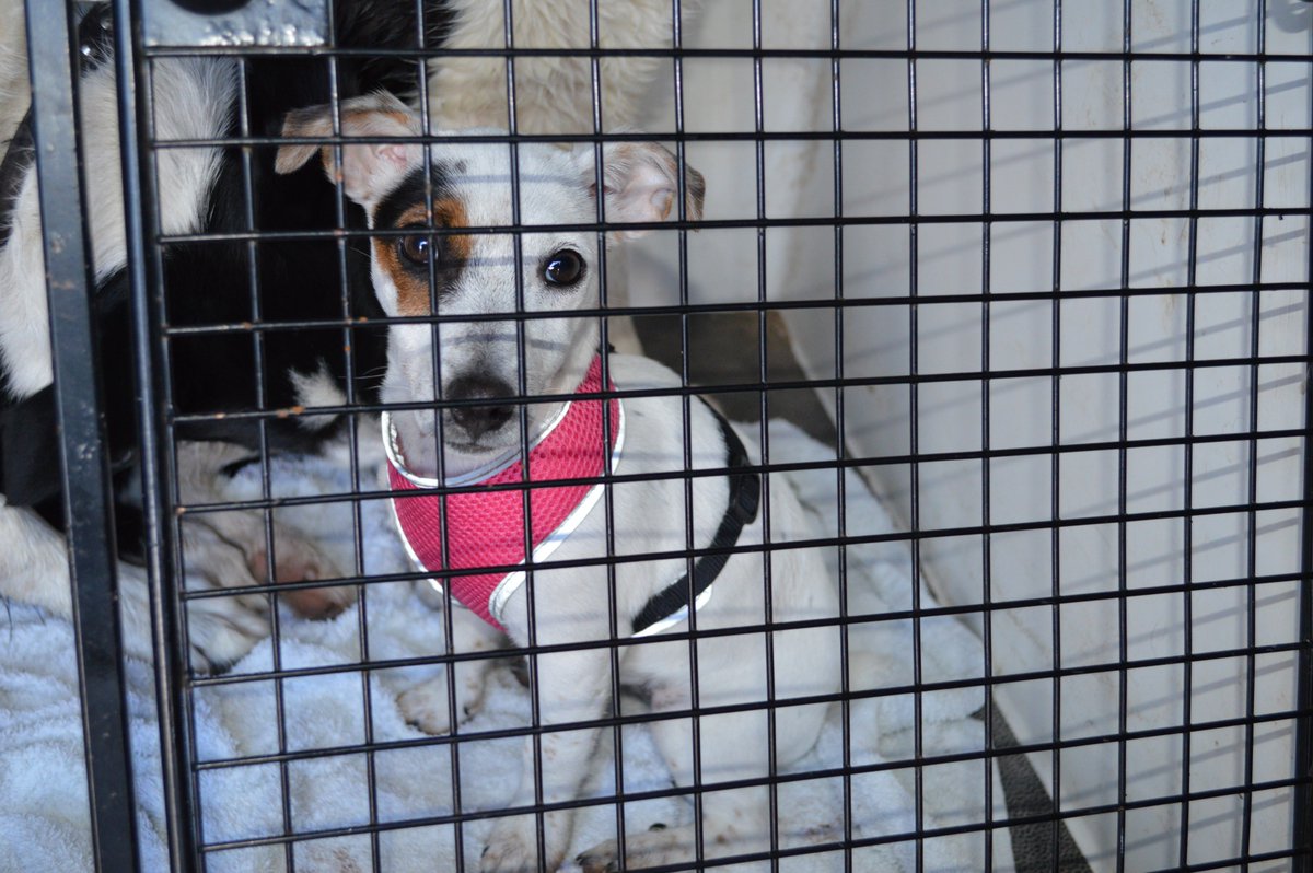 Our first boarder holly has had a lovely staywith us
<a href="/MonkhouseHill/">LakeDistrictCottages</a> <a href="/glocky9/">Lake District Fells 🇬🇧</a> <a href="/MBAgriShow/">MillomandBroughton</a> @MillomMNC @MillomMuseum <a href="/MillomRec/">Millom Recreation Centre</a> <a href="/BrockwoodHall/">Brockwood Hall</a>