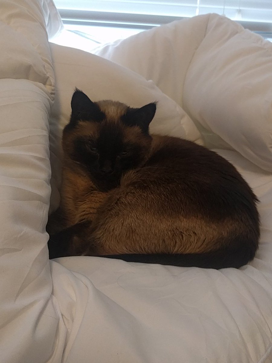 OhHeyHerfman's tweet photo. @Num1HandsomeBoy Like she owns the place https://t.co/VAThz0nS9U