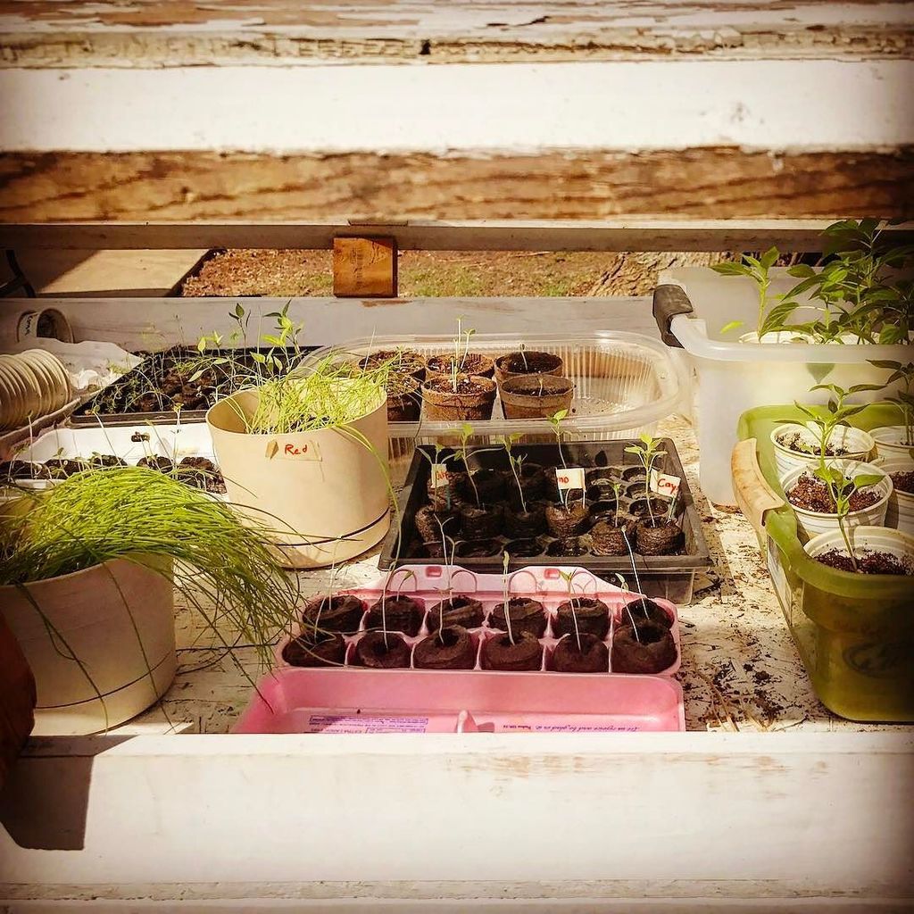 punkyfarmster's tweet photo. Just some food catchin' some rays. #farmgirlatheart #cityfarmgirl #farmlife #greenhouse #peppers #onions #moretoco… https://t.co/Nb1n0QWJqx https://t.co/SNhKMGI7lk