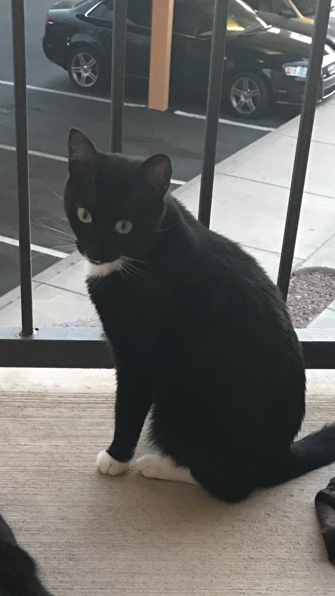 pascoeamanda's tweet photo. @whatsuptucson @PPFL_Volunteer my cat went missing 3/30 if you find her please contact me! Offering reward for her return https://t.co/DOP4FbDUWr