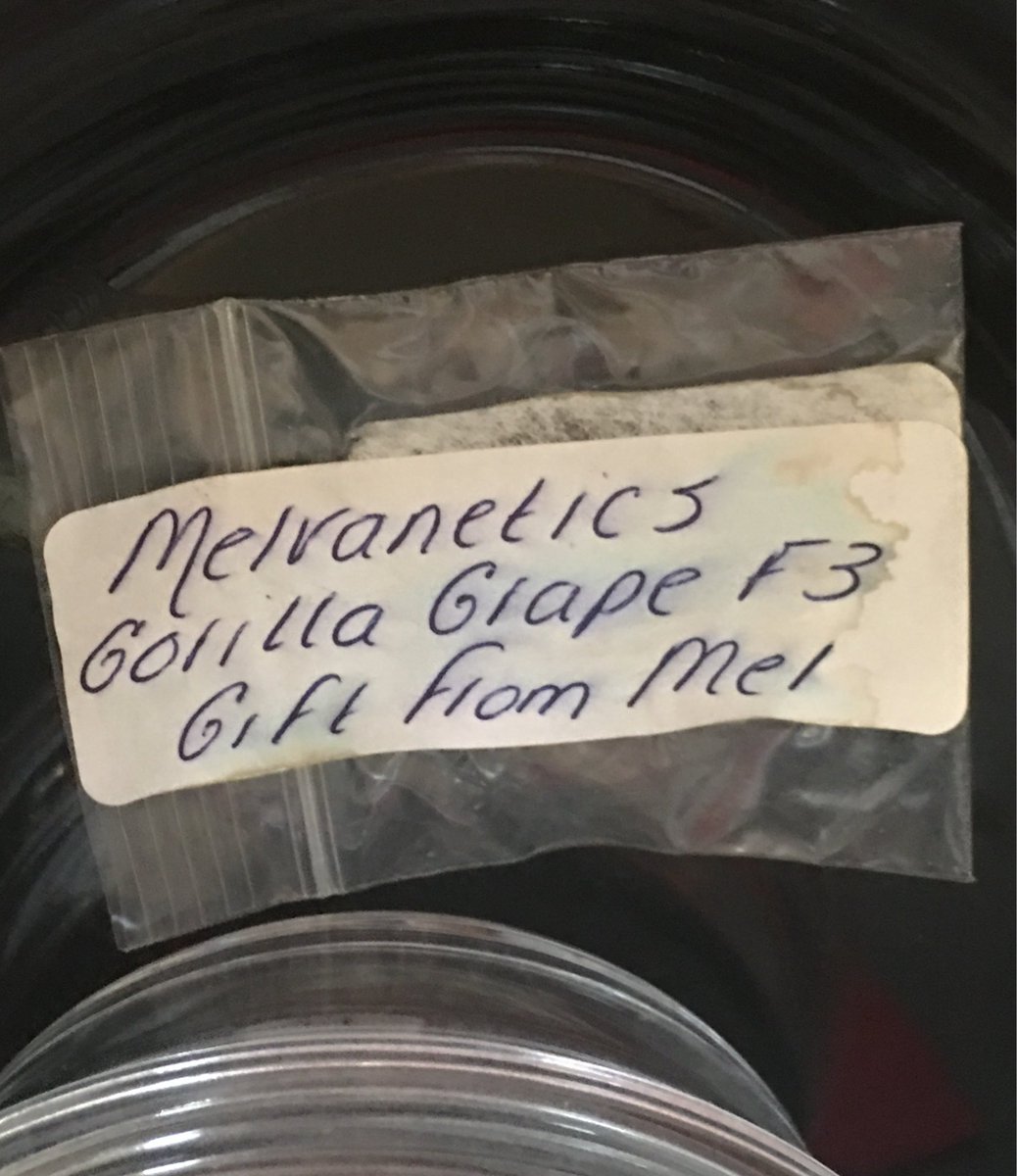GreenThumbGirls's tweet photo. @Melvanetics2 The last of the #GorillaGrape ๐ #Melvanetics ๐๐ผ https://t.co/3dWcoljx4a