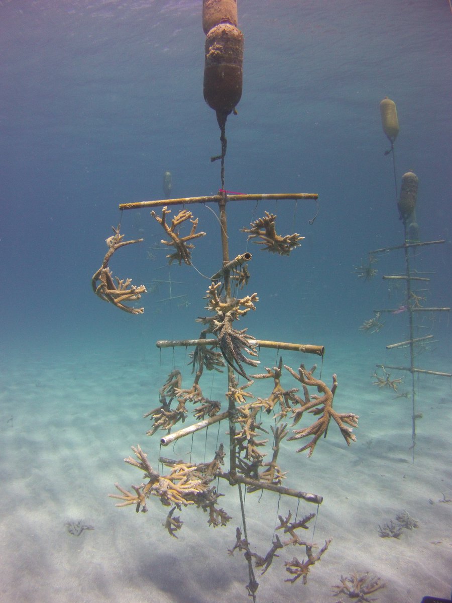 DLizSmith's tweet photo. Assisted The Nature Conservancy with outplanting the #endangered staghorn coral, Acropora cervicornis #adventuresingradschool https://t.co/jWSuD2wc64