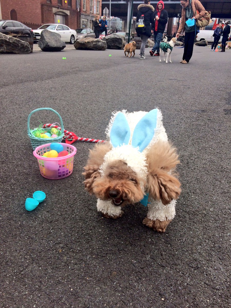 PupsNCoffee's tweet photo. Doggy or bunny? You decide! Today was amazing, thank you to every doggy that came out 🐾🐰🐶 https://t.co/KQASSjaTzt