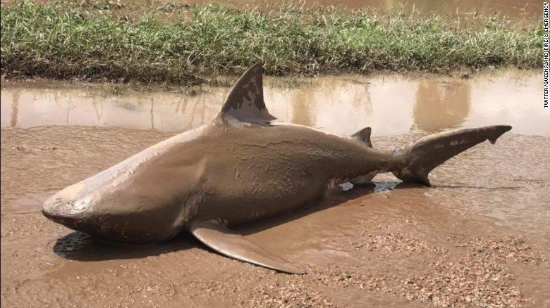 CNN's tweet photo. A shark washed up in the street after a cyclone in Australia https://t.co/5dqNhuMuro https://t.co/9P2posR3Vj