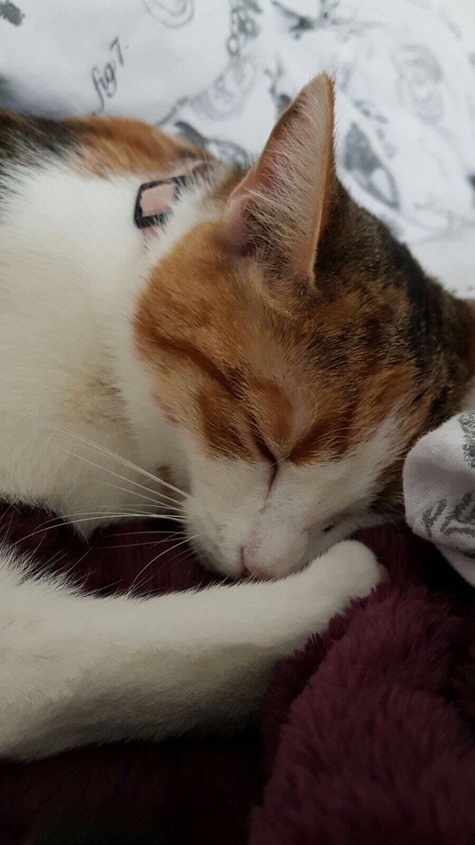 _kiki110's tweet photo. Sweety😍😍 https://t.co/2G5I322Ef6