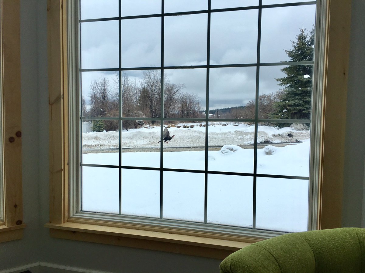 Is it Thanskgiving again already. I can't tell with the snow ... and turkey!  #turkey