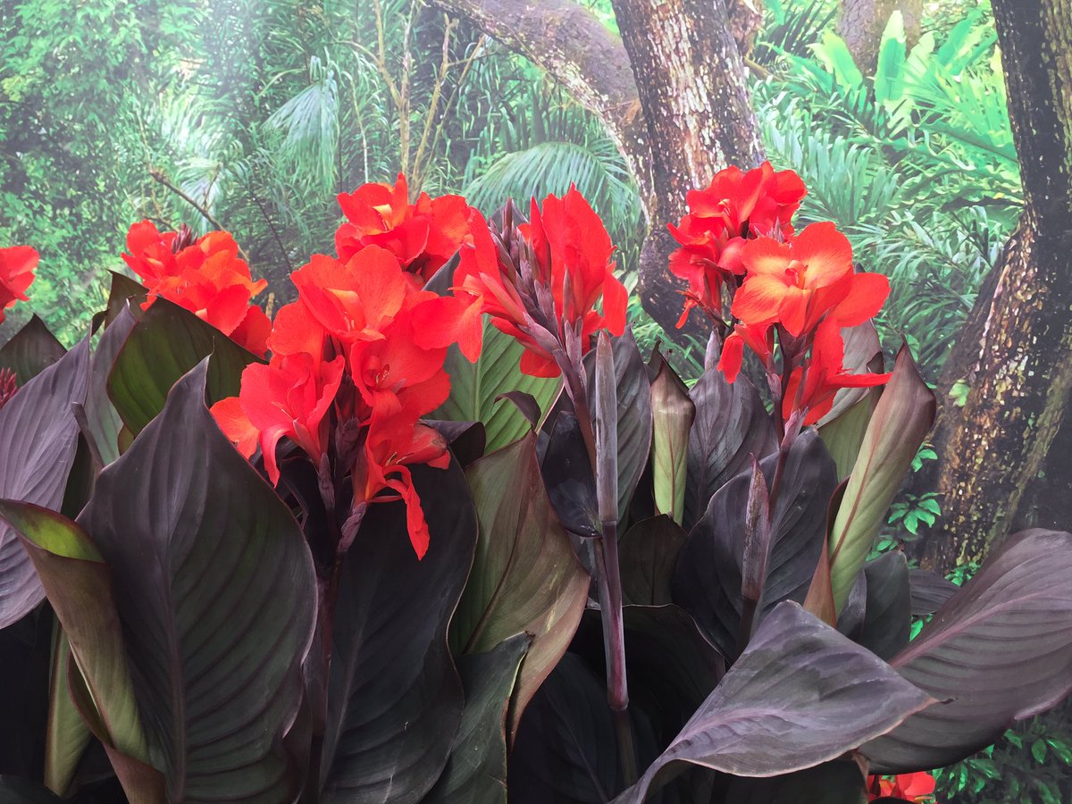 BallHort's tweet photo. Bronze Leaf Orange is a hot new color in the Cannova canna series #itsseed #CAspringtrials https://t.co/b3arqZWz6B