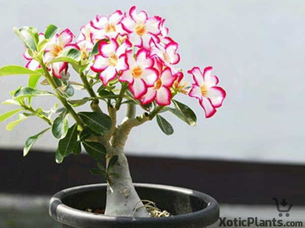 XoticPlants's tweet photo. #Flowers always make people better, happier, and more helpful; they are sunshine, food and medicine for the soul. ~Luther Burbank #Plants https://t.co/6d6O2Za2dW