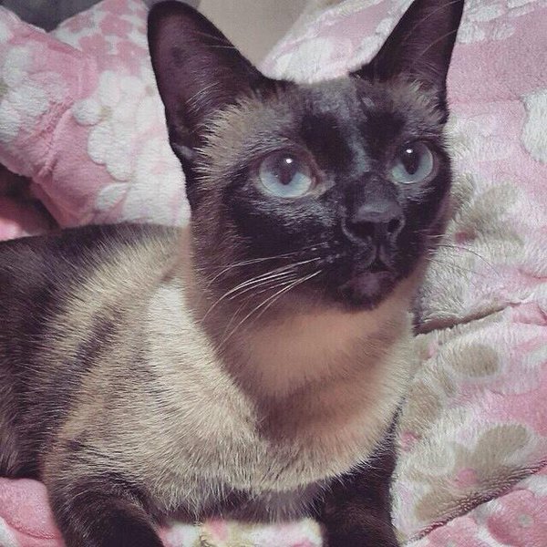 GOT7_JBBrasil's tweet photo. [IG] 05/01/15 - Atualização do JB no Instagram com Nora. 

Trad: "Meu Amor"  (My Love)

#23YearsWithDefJB https://t.co/w2aNQ6lYws