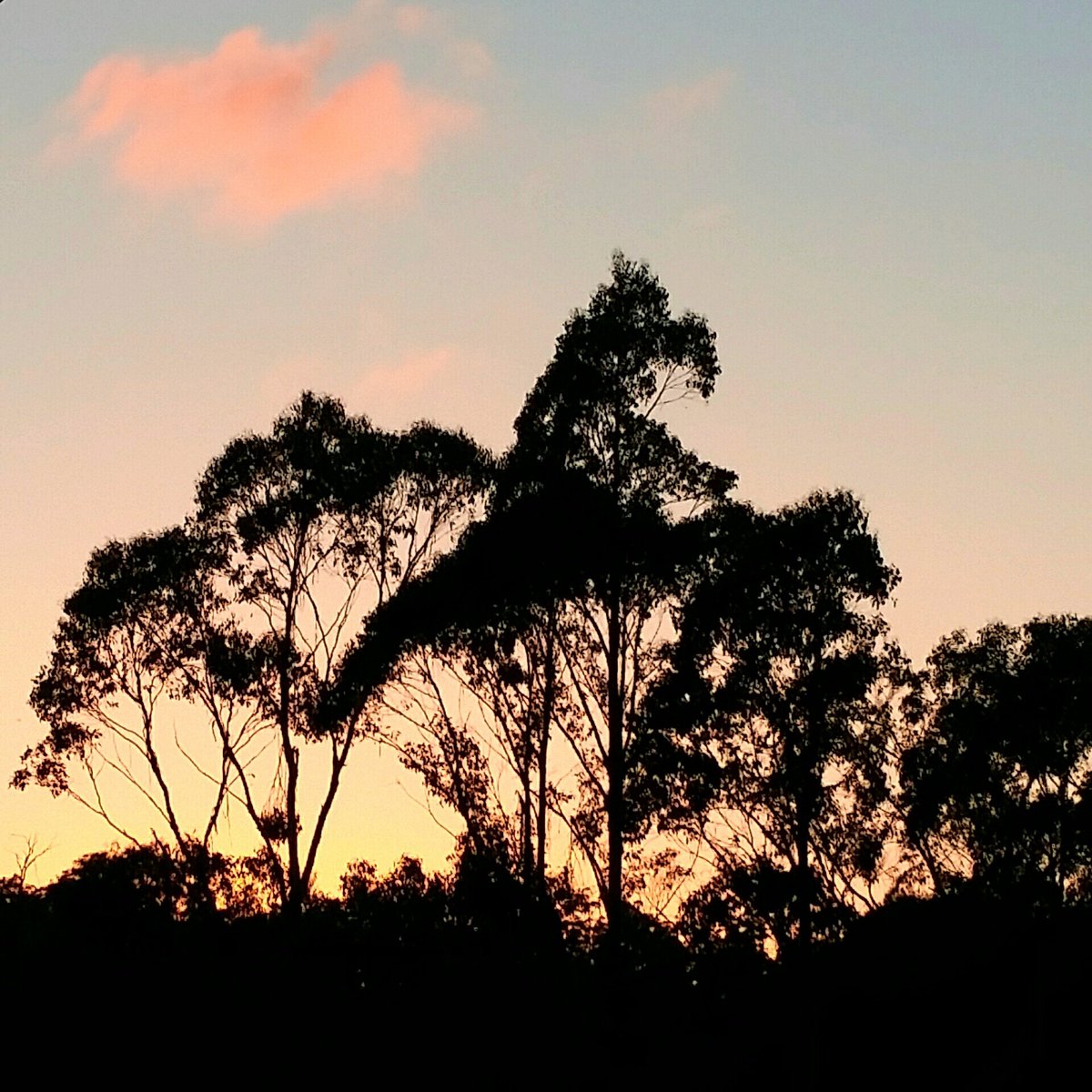 WinterBrookWine's tweet photo. When you get a sunrise and one pink cloud.
#sunrise #pink #cloud #sunnyday #silhouette #trees #sky #beautiful #nature #winterbrookvineyard https://t.co/oKzF21ETMt