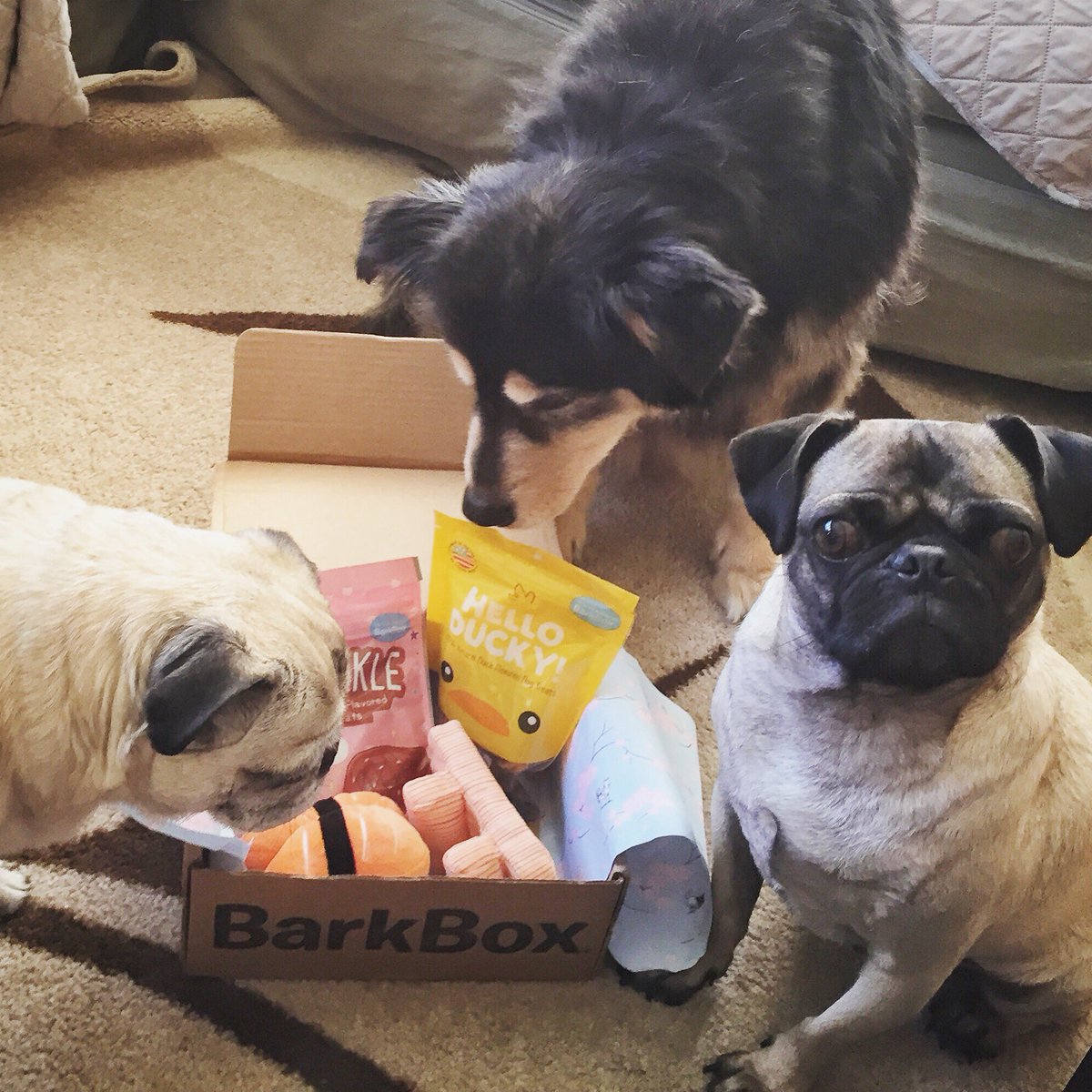 ThisPugLife's tweet photo. We received our #PugChat @BarkBox prize! Check out my Instagram Stories for an impromptu unboxing. #BarkBento https://t.co/CyKQK1n08z