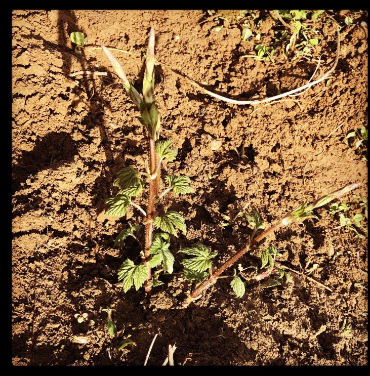 springcreekhops's tweet image. Hello, Ladies!!
#hops #inhops #farmlife #farmlifebestlife #craftbeer #homebrew #microbrew