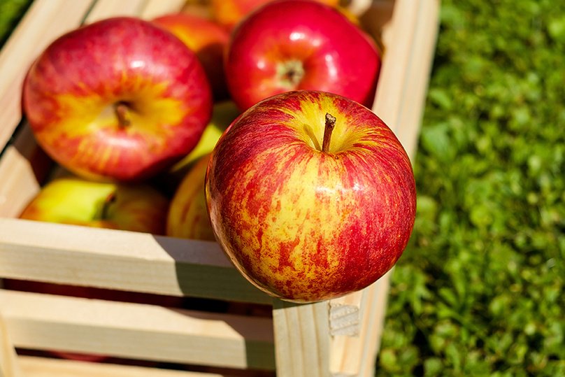 doggysdigest's tweet photo. Can Dogs Eat Apples? - https://t.co/uWgqmkDXJu https://t.co/jHWnoYBxdt