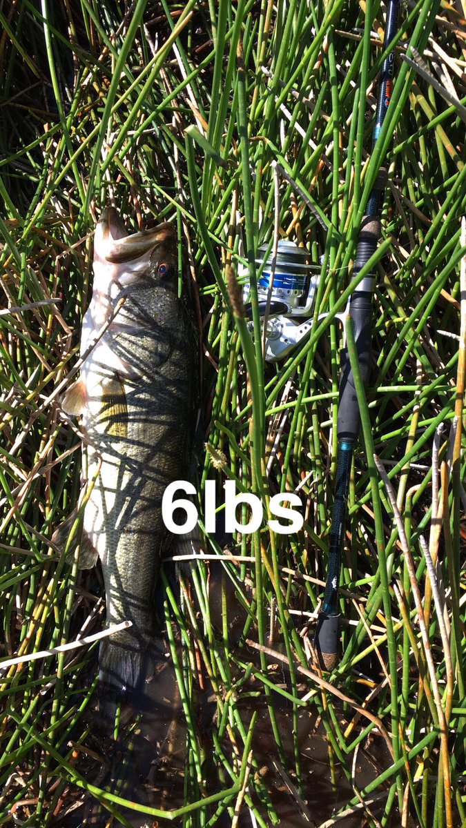 TpFishing's tweet photo. Top water bite was on. https://t.co/EhaCXfw63V