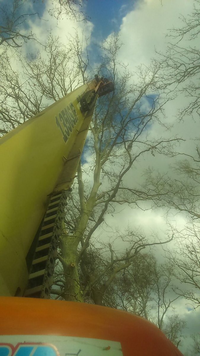 Poda en altura con todo tipo de plataformas