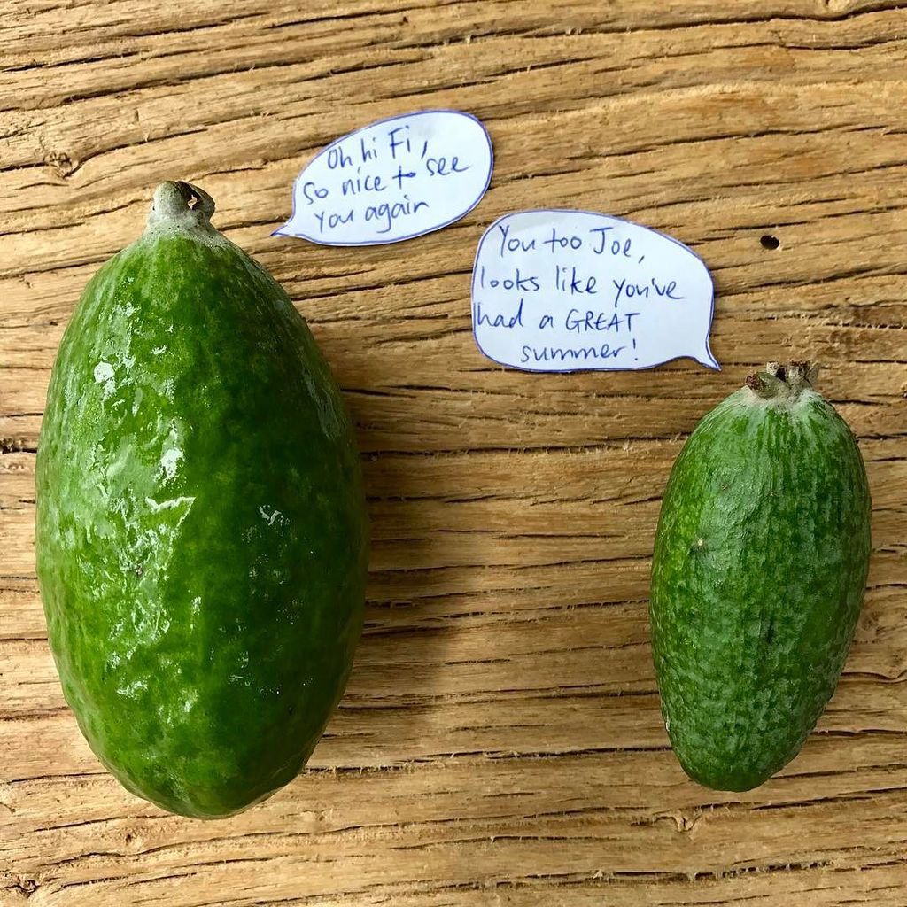 nadialimchef's tweet photo. Yay, Fi and Joe are back in the game! 
#feijoafriends #fatfeijoas #skinnyfeijoas #iloveallfeijoas #obsessedwith #feijoas https://t.co/apwZqmqP4V