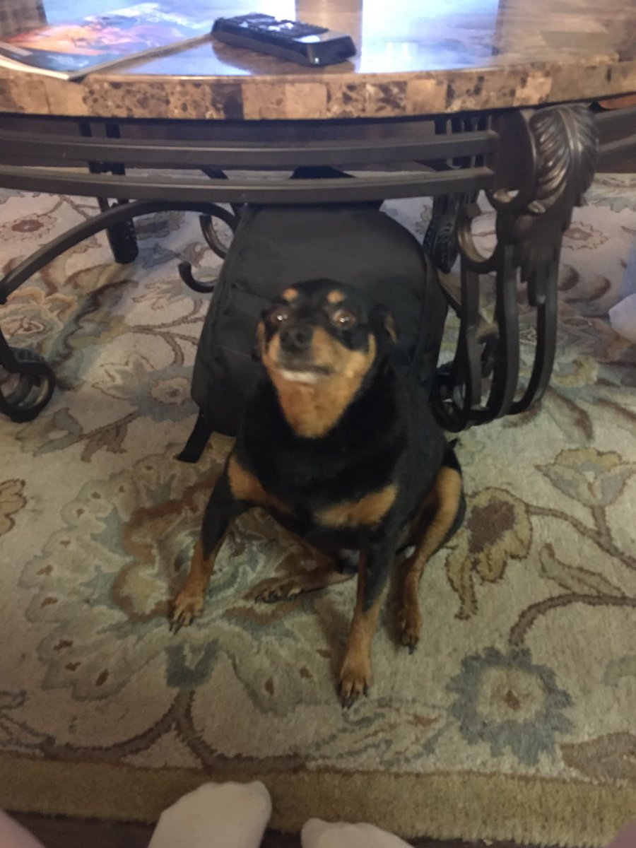KyleCrunk's tweet photo. "Who's a good boy?"
*is it Fucking me* https://t.co/myGRdscj9q