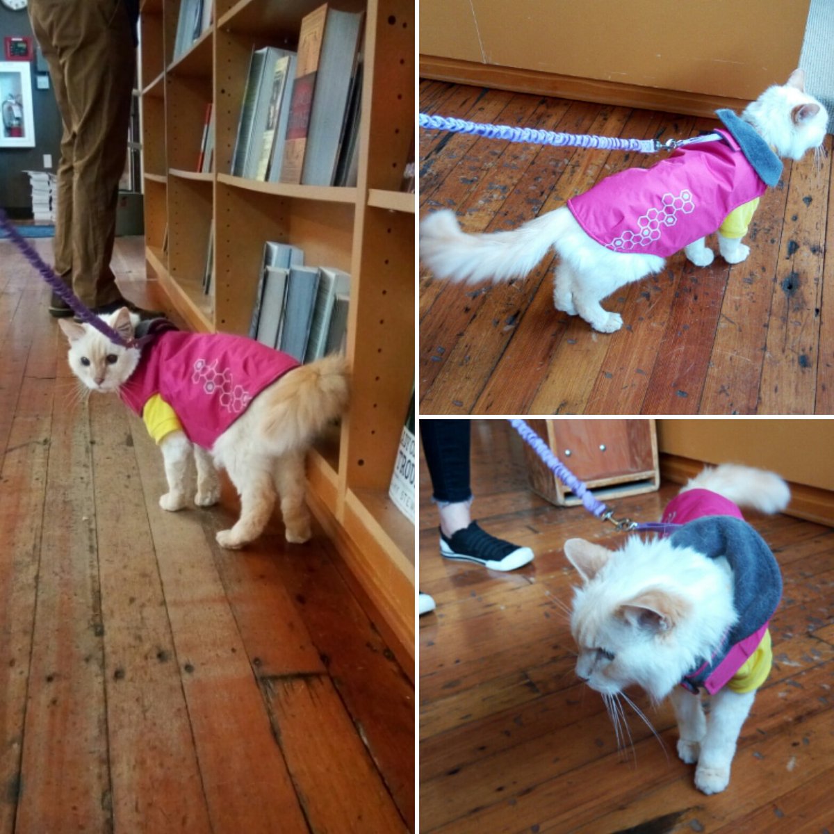 ElliottBayBooks's tweet photo. Noodle is definitely the best dressed cat we've seen in a minute, also v v soft fur 😻 12/10 would pet again. #catsofEBBCo #dogsofEBBCo https://t.co/MADqeXyK5T