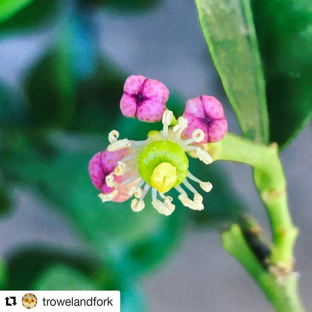 wineandshallots's tweet photo. Kaffir Lime from @trowelandfork 
#trowelandfork #wineandshallots #kaffirlime #thai #thaifood #thaiflavor #homegrow… https://t.co/4yuvYscUoP https://t.co/Bb0ziwd30R