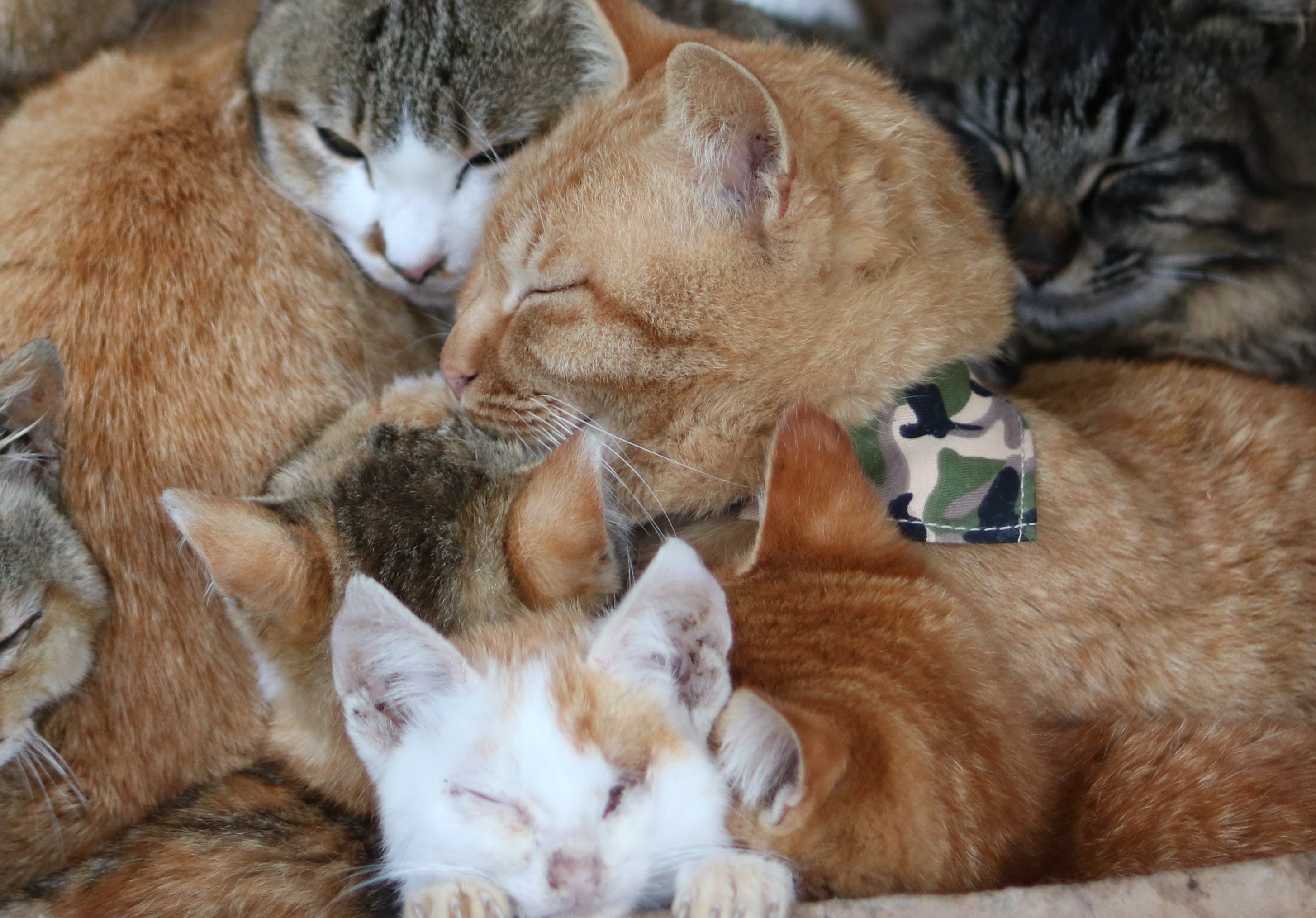 猫の島 青島 ウインクちゃんの１年前の姿です 成猫ばかりのダンボールハウスの中で 子猫が１匹だけ入って 暖を取っていました 根性のある子猫です T Co Gus1lsj6s2 Twitter